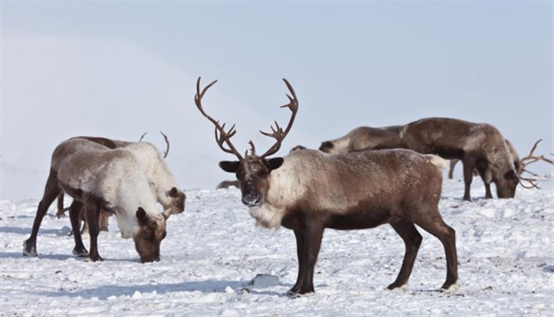 Le renne, animali tipici delle regioni settentrionali, dalla Siberia all'Alaska